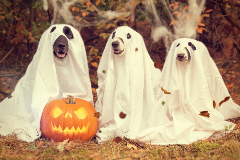 Tricks and Treats Marketing: Strategi Halloween yang Untuk Brand Activation